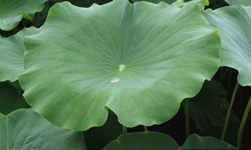 下面用药后排出一大坨黄色液体东西-下面用药之后排出很多脏东西、下面用药后有东西排出来正常吗 -阴道用药后有水状的东西流出来网